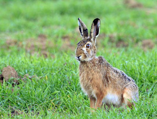 Caccia alla Lepre - Lepus Europaeus