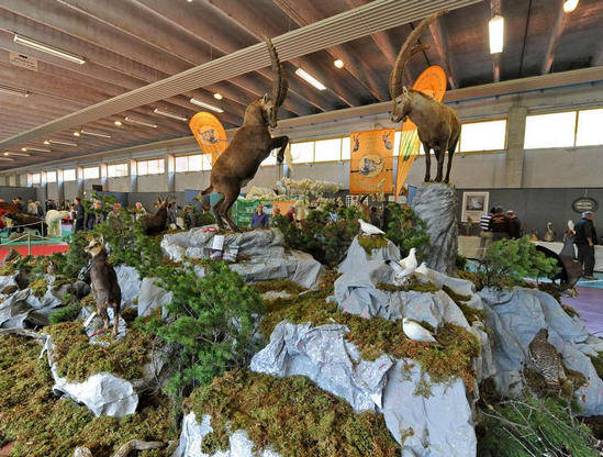 Diorama tassidermia - Trofei di caccia