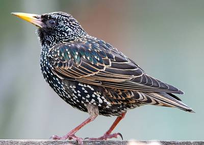 Storno - Sturnus Vulgaris