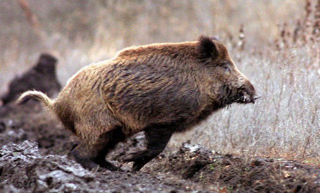 Cinghiale - Sus Scrofa