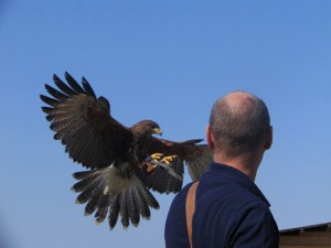 Esperienza di falconeria moderna