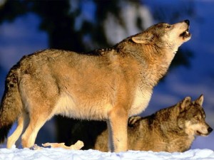 Abbattimenti controllati dei lupi
