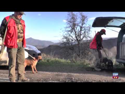 Caccia al Cinghiale in montagna – 1a Parte