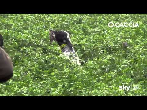 Caccia in apertura alla Quaglia