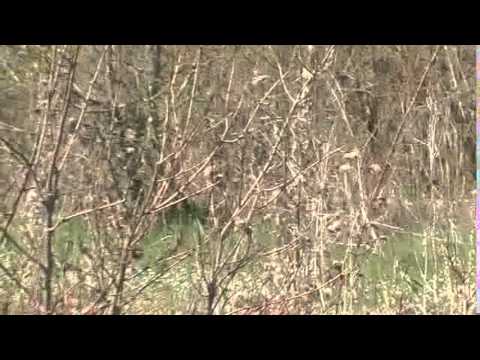 Caccia alle starne con i cani da ferma – 1a parte