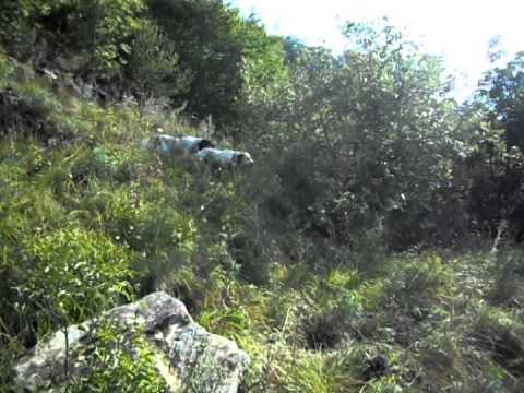 Caccia e Cani: Addestramento su monte Cornizzolo (LC)