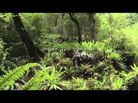 Caccia al Cervo in Nuova Zelanda