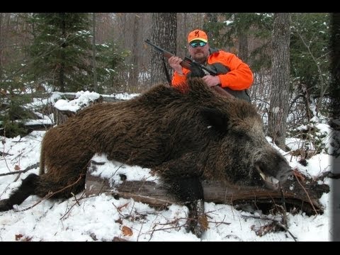 Caccia al Cinghiale in Francia