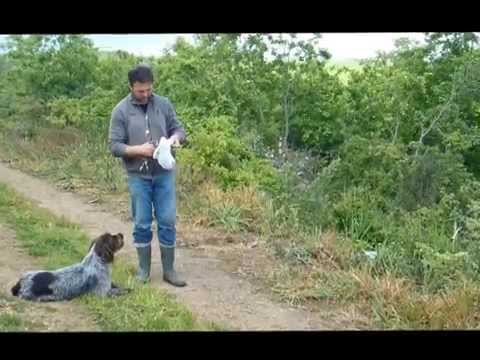 Cani da Caccia: Drahthaar addestramento al riporto