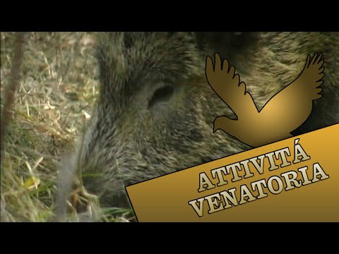 Caccia al Cinghiale ad Amandola (FM)