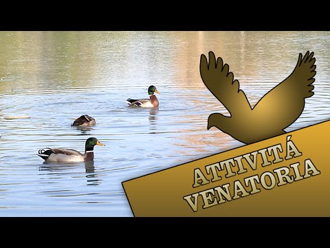 Caccia agli anatidi tra Jesi (AN) e Argenta (FE)