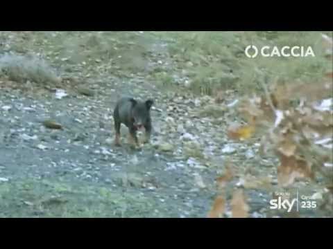 Caccia e Cani: I magnifici sconosciuti, il Deutscher Jagdterrier