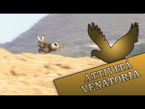 Caccia alla Lepre ad Arcevia (AN)