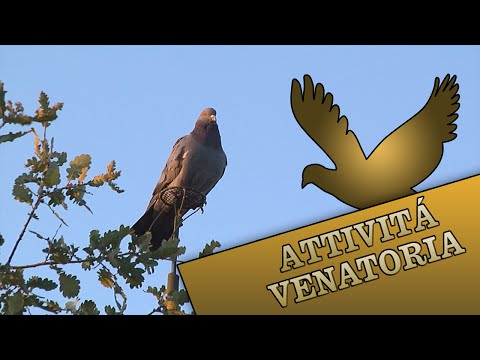 Caccia al Colombaccio a Sant’Elia (AN)