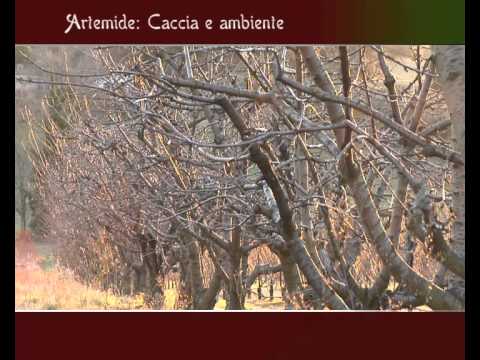 Caccia e Cattura della Lepre a Potenza Picena (AP)