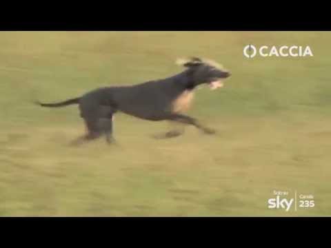 I magnifici sconosciuti, il Weimaraner