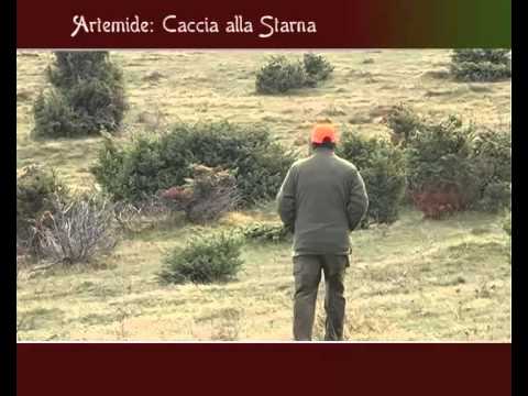 Caccia alla Starna ad Elcito (MC)