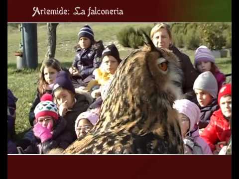 Falconeria ad Arcevia (AN)