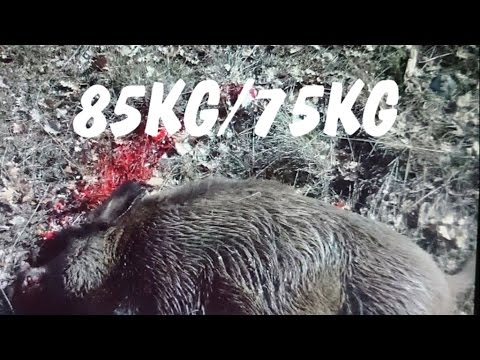 Caccia al Cinghiale in battuta