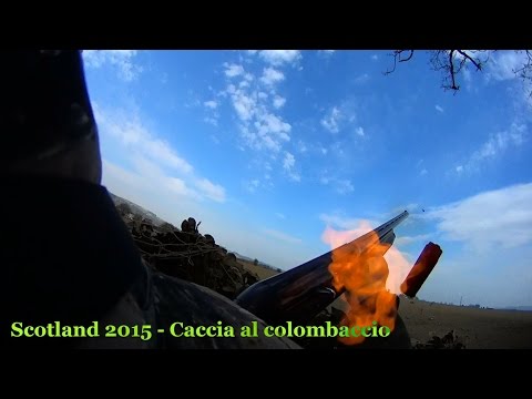 Una giornata di caccia al colombaccio in scozia