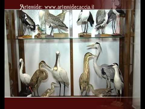 Caccia al Cinghiale ad Arquata del Tronto (AP)