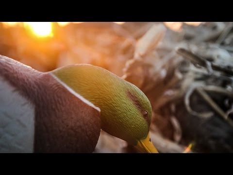 Caccia agli acquatici 2015 – Réalité Fowled