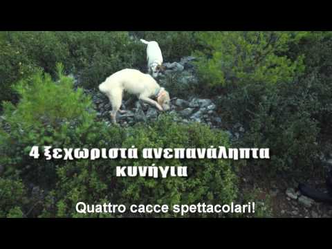 Caccia e cani: Segugi Istriani su Lepre
