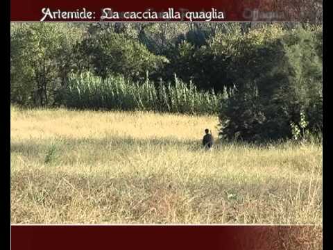 Caccia e Cattura della Quaglia a Offagna (AN)