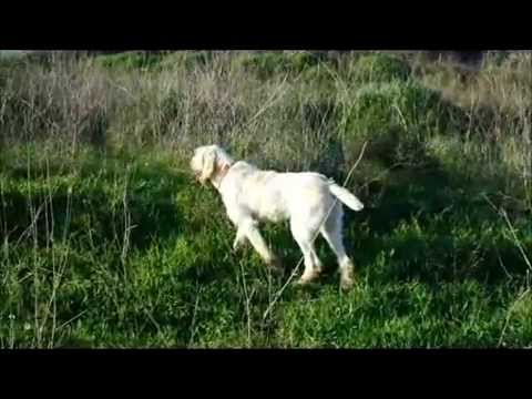 Apollo 10 mesi in guidata su fagiano