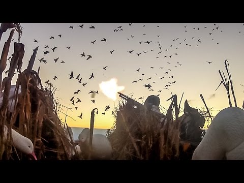 Caccia alle Oche al campo in Arkansas – Réalité Fowled