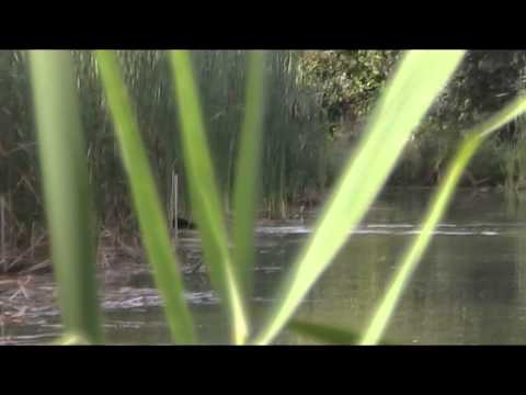 Cani da Caccia: Addestramento del Labrador