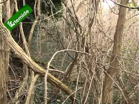 Caccia di selezione alla Volpe a Cupramontana (AN)