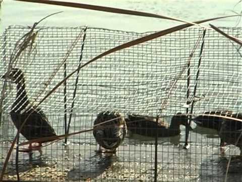 Caccia agli acquatici a Jesi (AN)