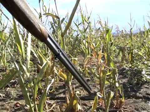 Caccia al Fagiano a Treia (MC)