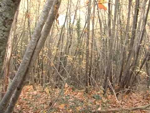 Caccia al Cinghiale a Petriano (PU)