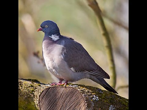 Caccia al Colombaccio a Castignano (AP)