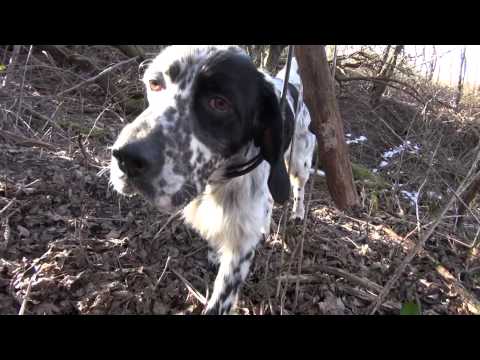 Caccia alla Beccaccia, sfida d’inverno