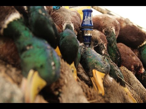 Caccia agli acquatici sui campi d’orzo