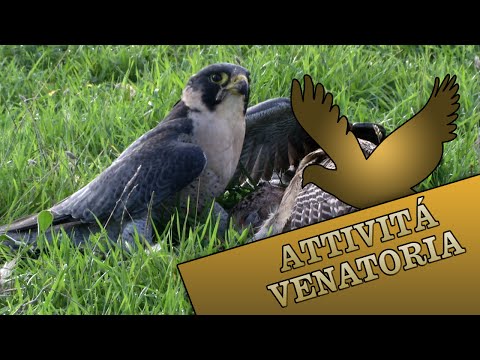 La Falconeria – Caccia con il rapace