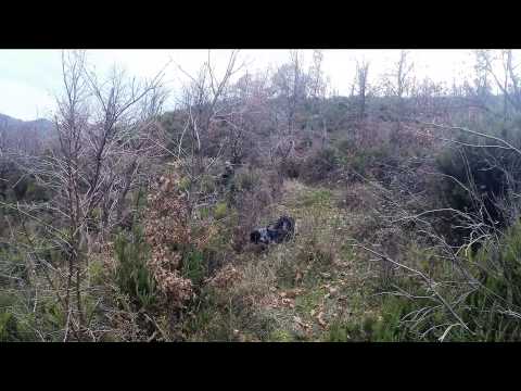 Caccia alla Beccaccia in Calabria 2014