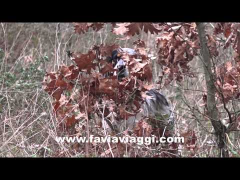 Caccia alla Beccaccia di fine stagione