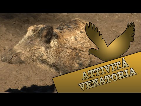 Caccia al Cinghiale in braccata all’Argentario