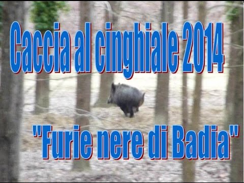 Caccia al Cinghiale “Furie nere di Badia”