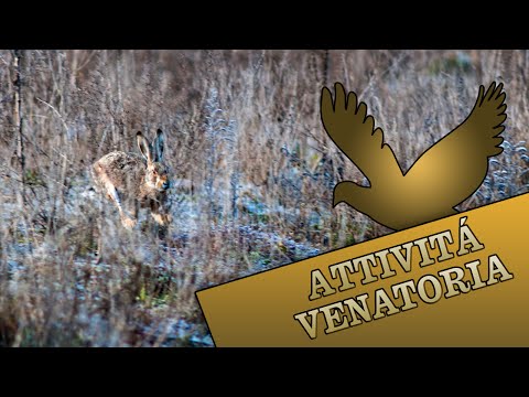 Caccia alla Lepre con segugi a Staffolo (AN)