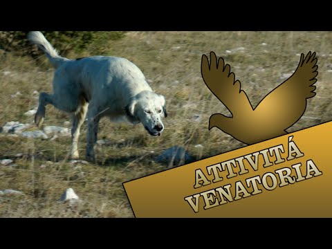 Caccia alla Starna con Setter Inglese