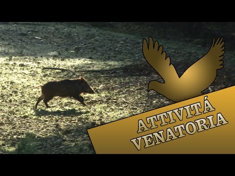 Caccia al Cinghiale in Girata a Fiumalbo (MO)