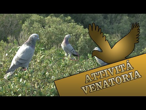 Caccia al Colombaccio a Baratti (LI)