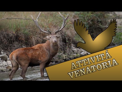 Caccia al Cervo a Camugnano (BO)