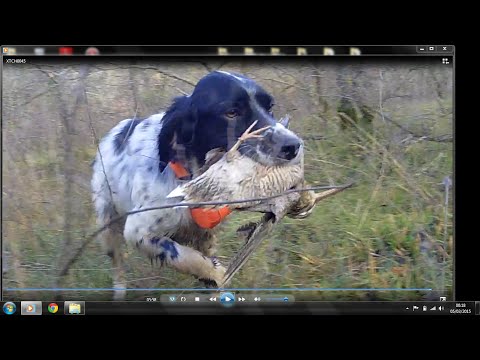 Caccia alla beccaccia