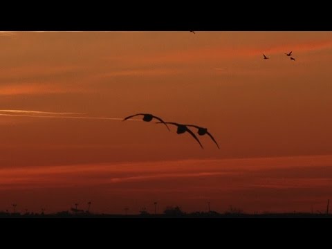 Chasse de canard et d’oie Chasse – La Saison 2014-2015 de la sauvagine – Réalité Fowled